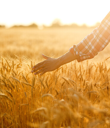 Notre producteur de blé
